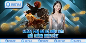 Tìm Hiểu Đá Gà Mộc Bài Và Những Điểm Nổi Bật Bạn Cần Biết 8 Tìm Hiểu Đá Gà Mộc Bài Và Những Điểm Nổi Bật Bạn Cần Biết