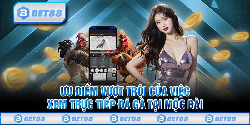 Những đặc điểm khiến đá gà Mộc Bài luôn được yêu thích